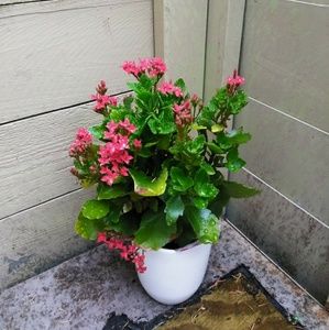 Meet your Posher, Priya